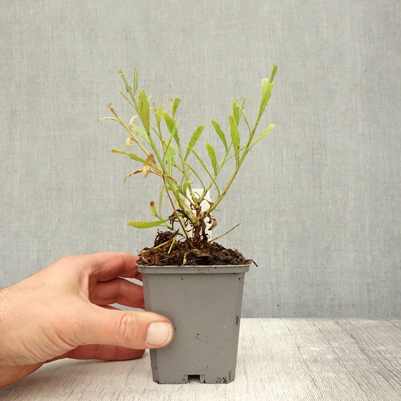 Exemplaar van Gaura lindheimeri Snowbird - Prachtkaars Kweekpotje van 8/9 cm zoals geleverd in de herfst