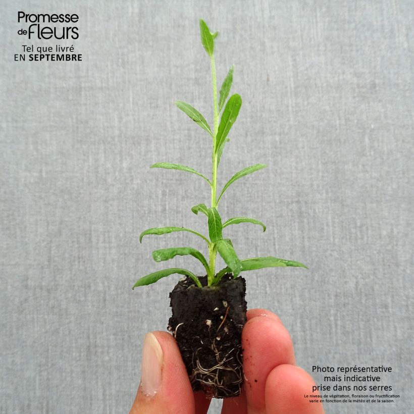 Exemplaar van Gaura lindheimeri Snowbird - Prachtkaars Mini-mot Ø 3/4 cm zoals geleverd in de herfst