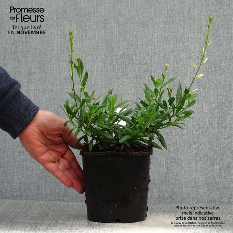 Exemplaar van Gaura lindheimeri Snowbird - Prachtkaars Pot van 2 l/3 l zoals geleverd in de herfst