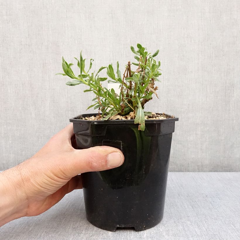 Exemplaar van Gaura lindheimeri Snowbird - Prachtkaars Pot van 2 l/3 l zoals geleverd in de lente