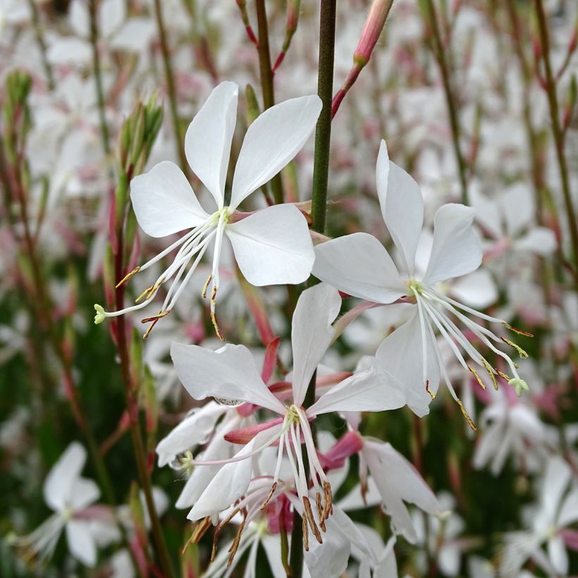 Gaura lindheimeri Snowstorm - Prachtkaars (Bloei)