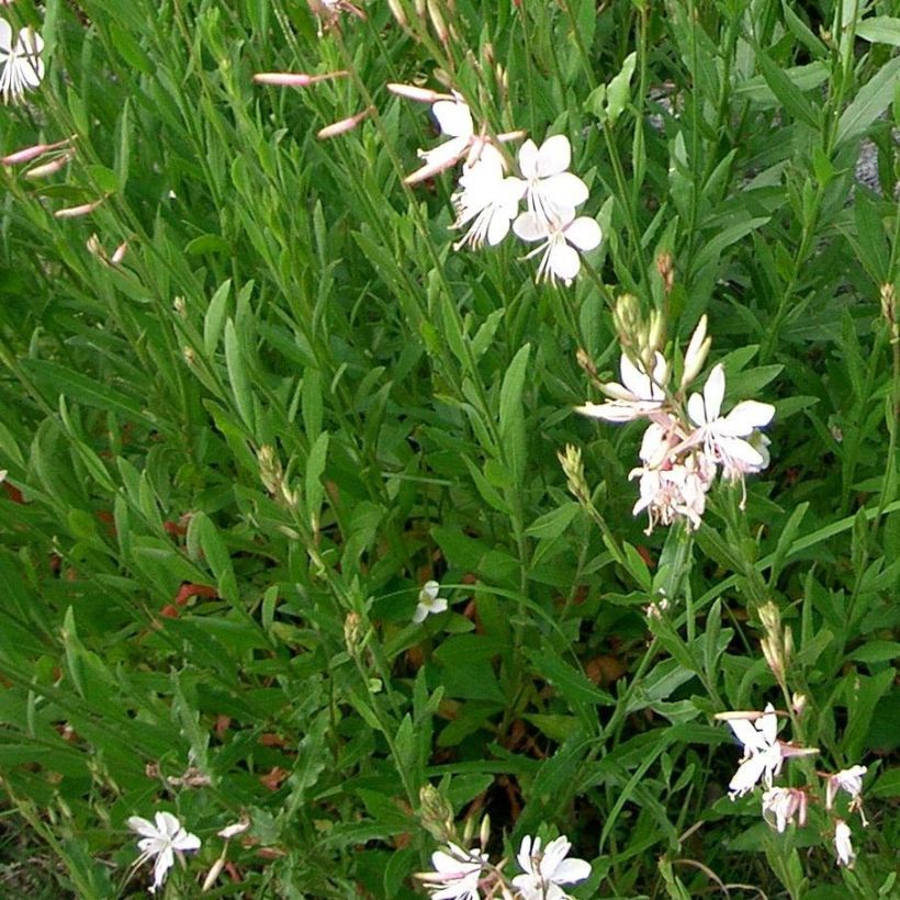Gaura lindheimeri Summer Breeze - Prachtkaars (Blad)