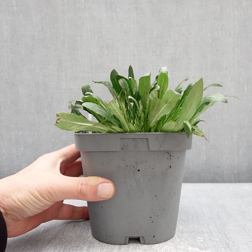 Exemplaar van Gaura lindheimeri Summer Breeze - Prachtkaars Pot van 2 l/3 l zoals geleverd in de winter