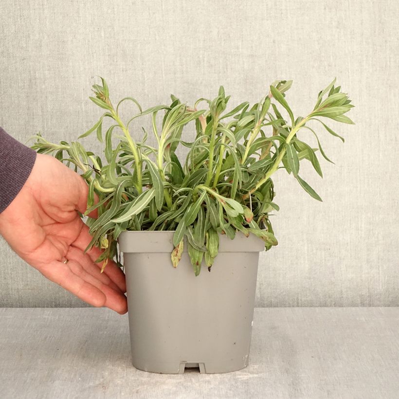 Exemplaar van Gaura lindheimeri Summer Breeze - Prachtkaars Pot van 2 l/3 l zoals geleverd in de lente