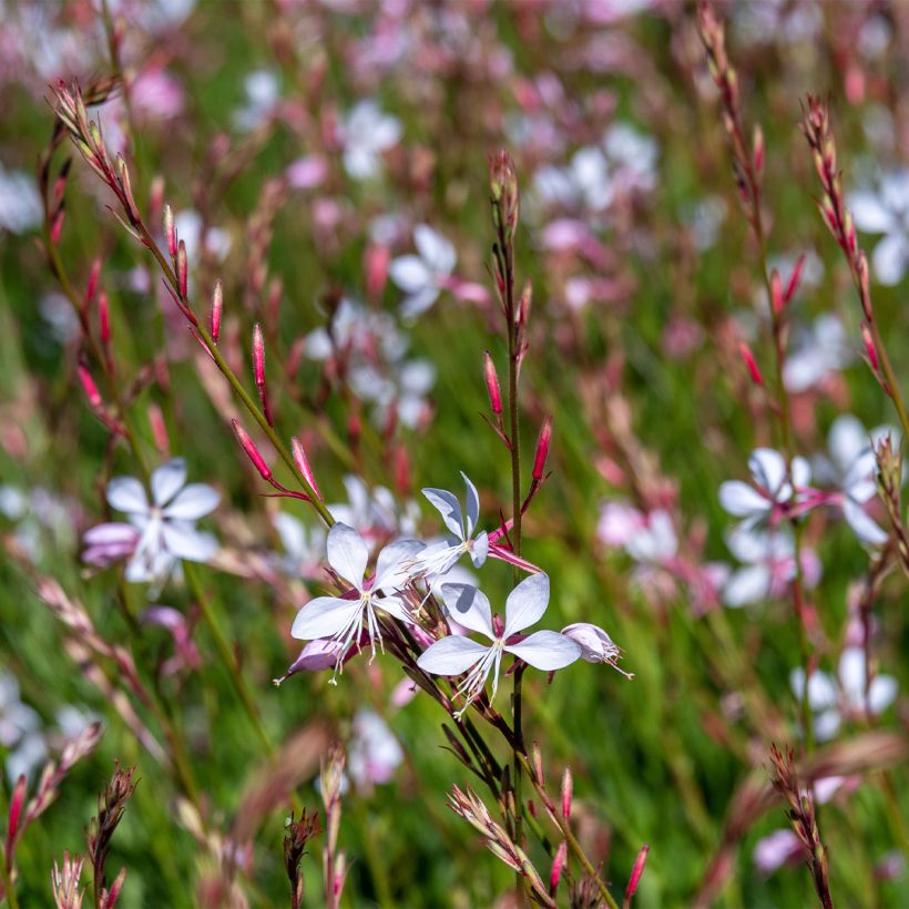 Gaura lindheimeri Whirling Butterflies - Prachtkaars (Groeiplaats)