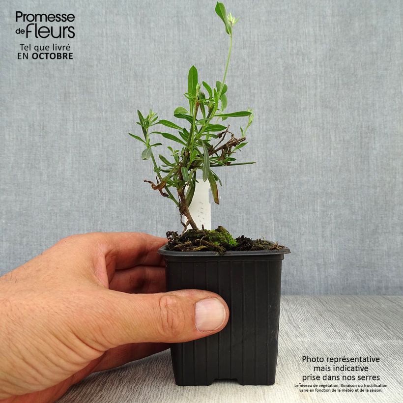 Exemplaar van Gaura lindheimeri Whirling Butterflies - Prachtkaars Kweekpotje van 8/9 cm zoals geleverd in de herfst