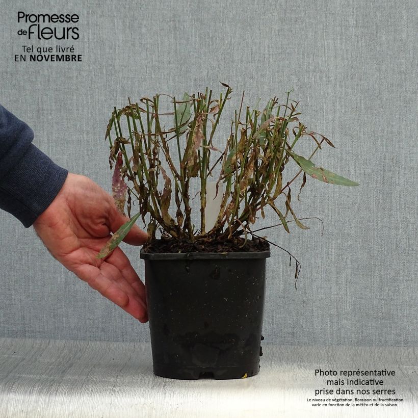 Exemplaar van Gaura lindheimeri Whirling Butterflies - Prachtkaars Pot van 2 l/3 l zoals geleverd in de herfst