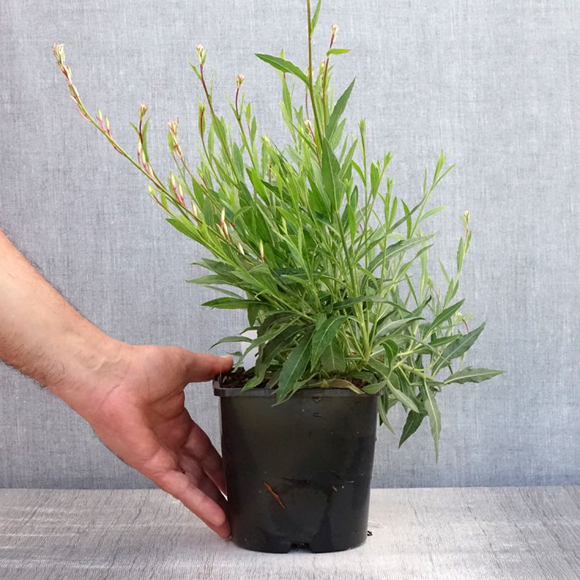 Exemplaar van Gaura lindheimeri Whirling Butterflies - Prachtkaars Pot van 2 l/3 l zoals geleverd in de zomer