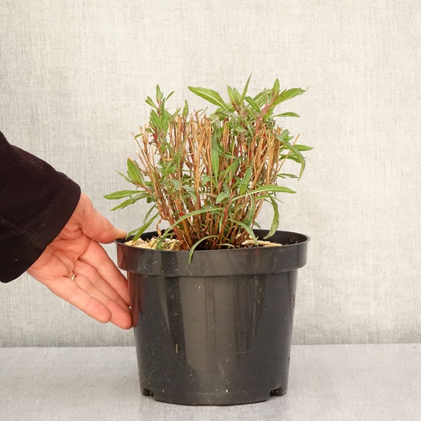 Exemplaar van Gaura lindheimeri Whirling Butterflies - Prachtkaars Pot van 2 l/3 l zoals geleverd in de lente