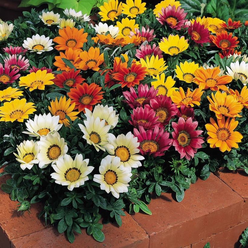 Gazania Wonderwall mix - Middaggoud (Bloei)