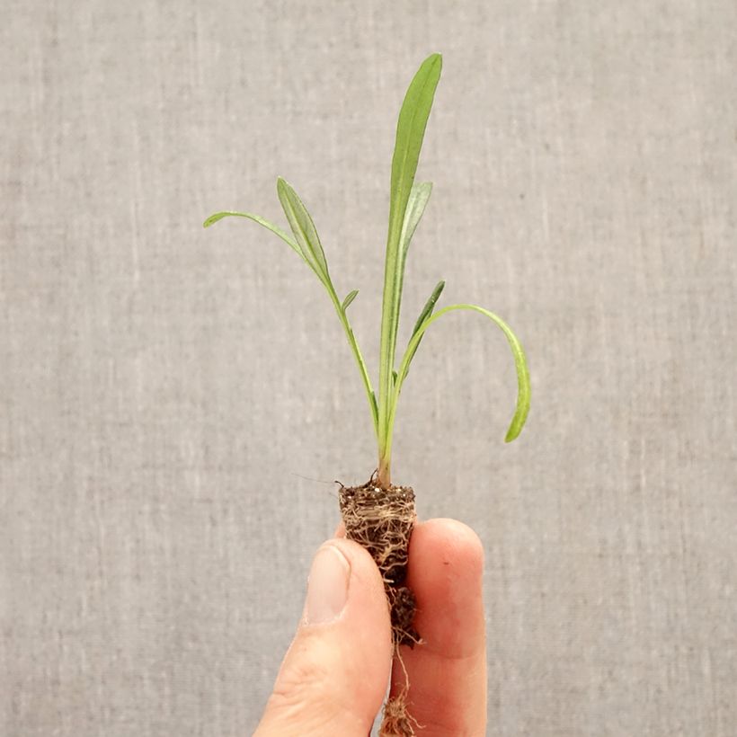 Exemplaar van Gazania Wonderwall mix - Middaggoud Mini-mot Ø 1,5/2,5 cm zoals geleverd in de lente