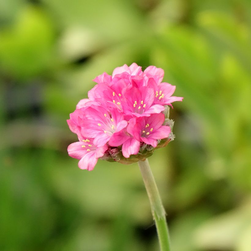 Armeria Ornament - Engels gras (Bloei)