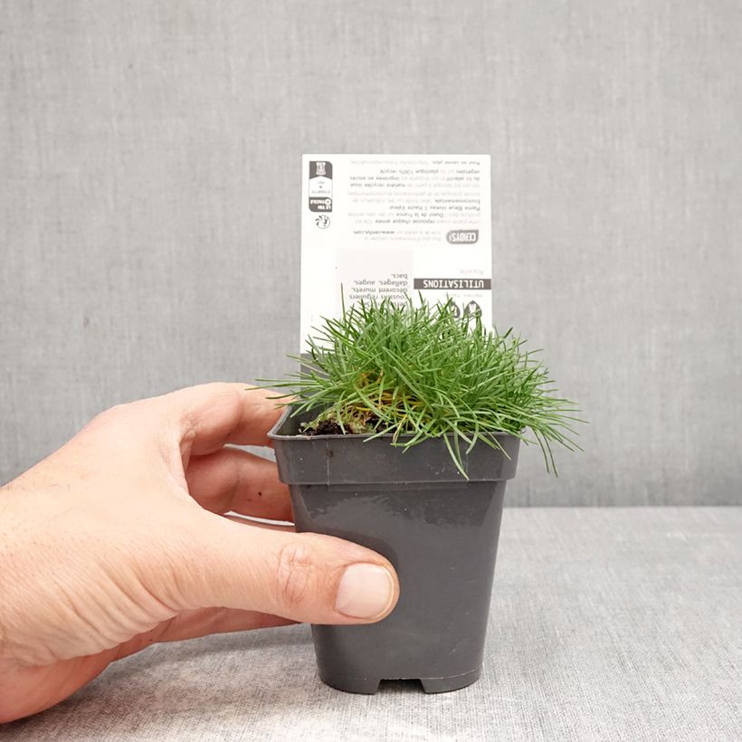 Exemplaar van Armeria juniperifolia - Engels gras Kweekpotje van 8/9 cm zoals geleverd in de lente