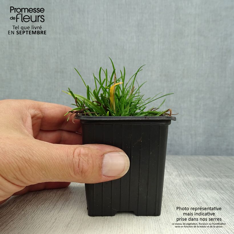 Exemplaar van Armeria maritima Düsseldorfer Stolz - Engels gras Kweekpotje van 8/9 cm zoals geleverd in de herfst