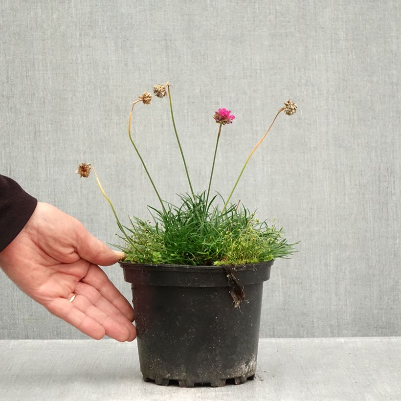 Exemplaar van Armeria maritima Düsseldorfer Stolz - Engels gras Pot van 2 l/3 l zoals geleverd in de herfst