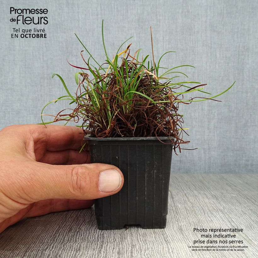 Exemplaar van Armeria maritima splendens - Strandkruid Kweekpotje van 8/9 cm zoals geleverd in de herfst