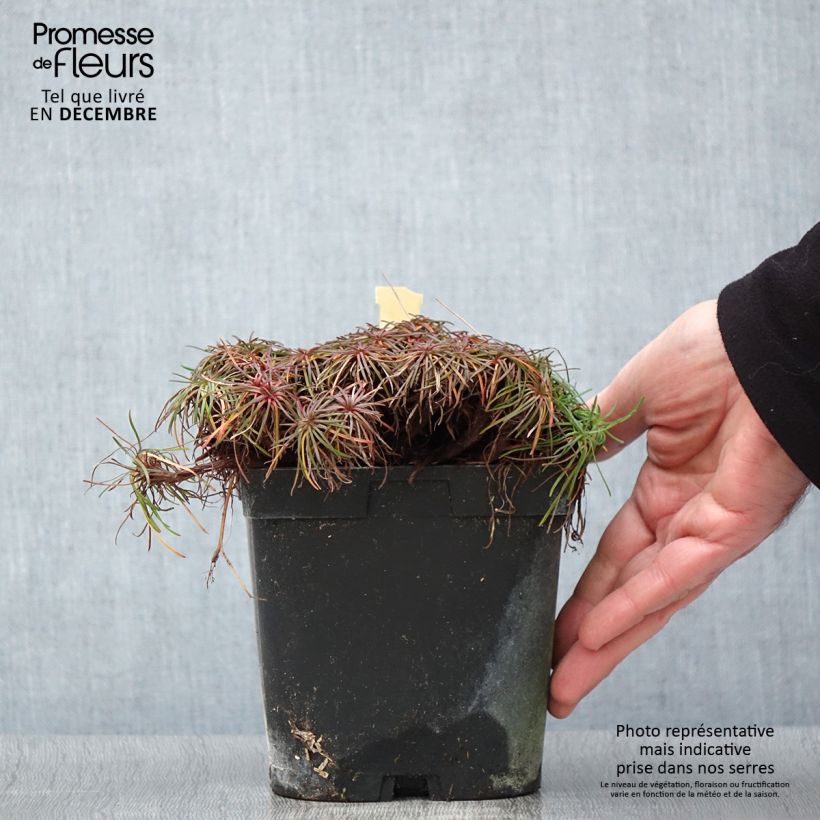 Exemplaar van Armeria maritima splendens - Strandkruid Pot van 2 l/3 l zoals geleverd in de herfst