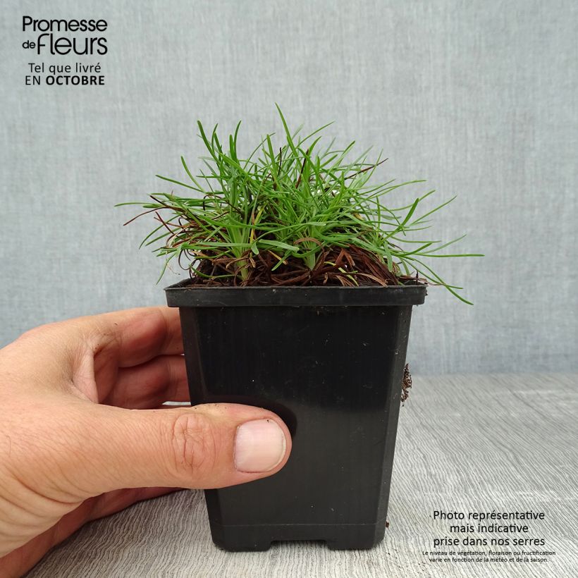 Exemplaar van Armeria maritima Vesuvius - Engels gras Kweekpotje van 8/9 cm zoals geleverd in de herfst