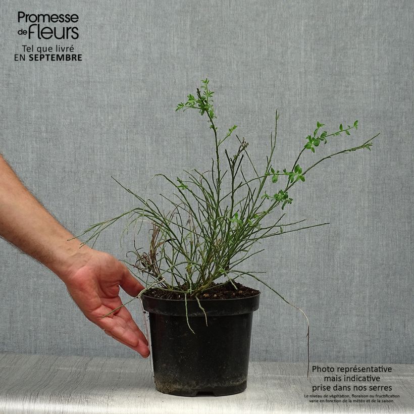 Exemplaar van Cytisus scoparius Burkwoodii - Brem Pot van 2 l/3 l zoals geleverd in de herfst
