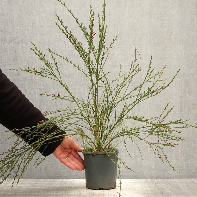 Example of Cytisus scoparius Burkwoodii - Brem Pot van 2 l/3 l as you get in printemps