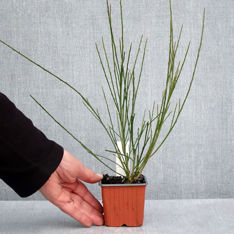 Example of Cytisus scoparius Goldfinch - Brem Kweekpotje van 8/9 cm as you get in printemps