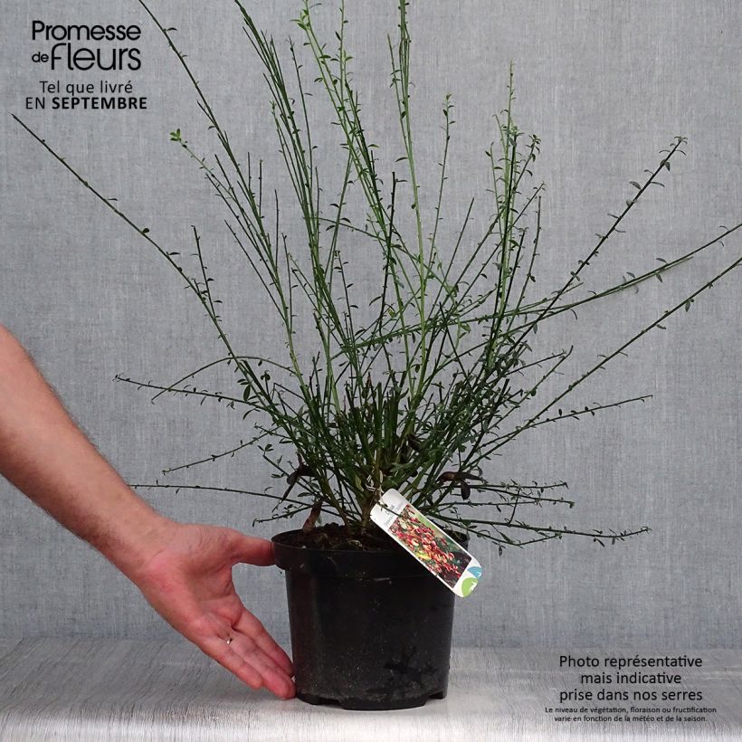 Exemplaar van Cytisus scoparius Goldfinch - Brem Pot van 2 l/3 l zoals geleverd in de herfst