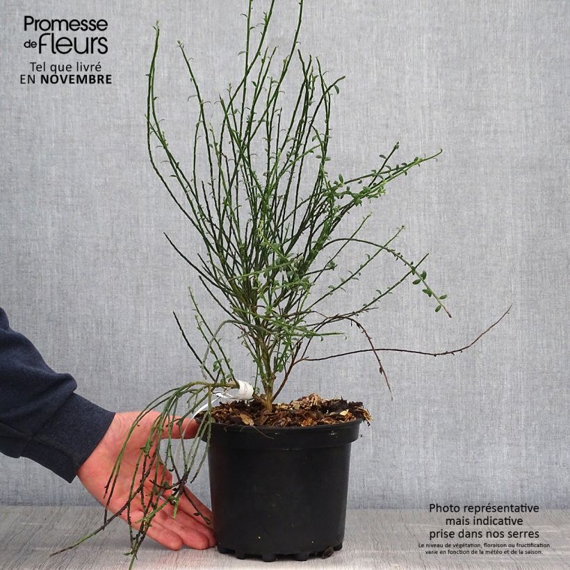 Exemplaar van Cytisus scoparius La Coquette - Brem Pot van 2 l/3 l zoals geleverd in de herfst