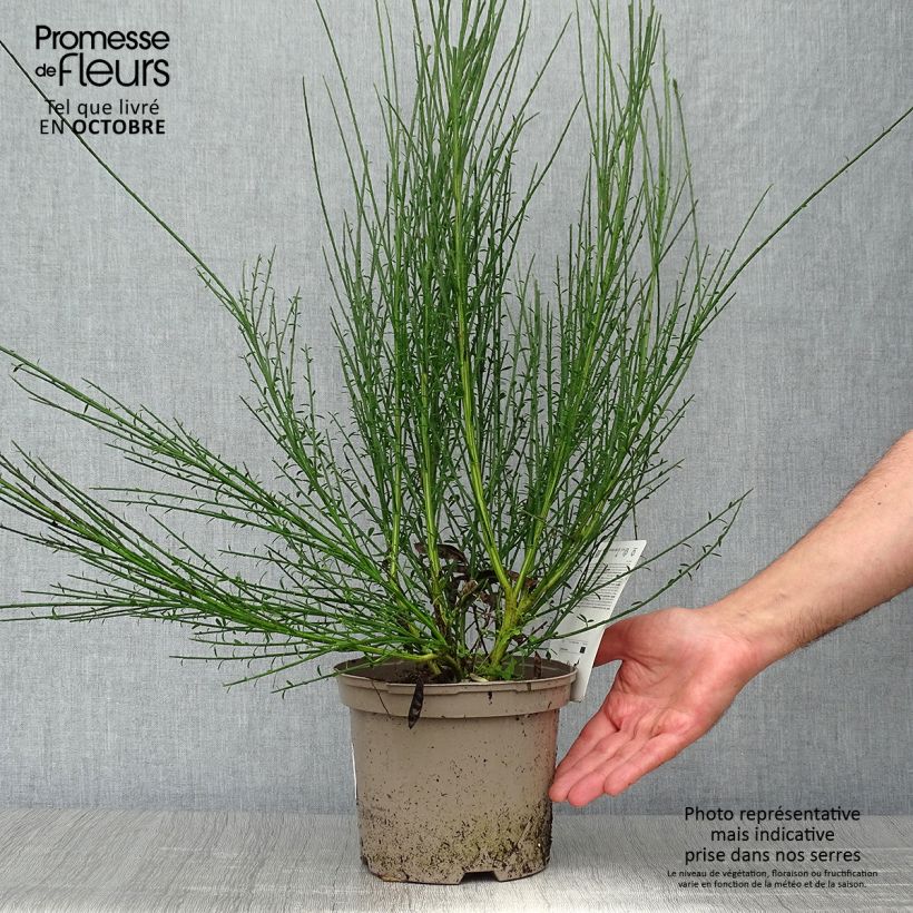 Exemplaar van Cytisus scoparius Lena - Brem Pot van 2 l/3 l zoals geleverd in de herfst