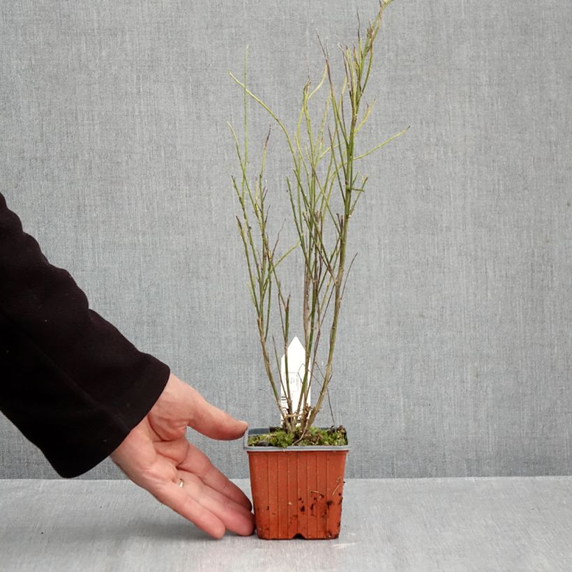 Exemplaar van Cytisus scoparius Luna - Brem Kweekpotje van 8/9 cm zoals geleverd in de herfst