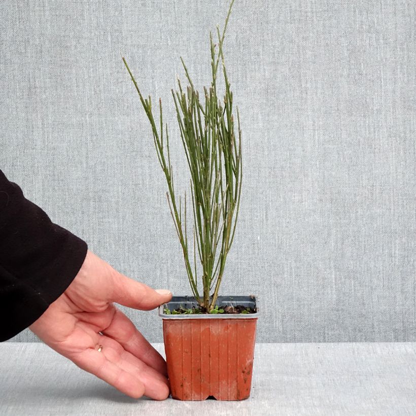 Exemplaar van Cytisus scoparius Luna - Brem Kweekpotje van 8/9 cm zoals geleverd in de lente