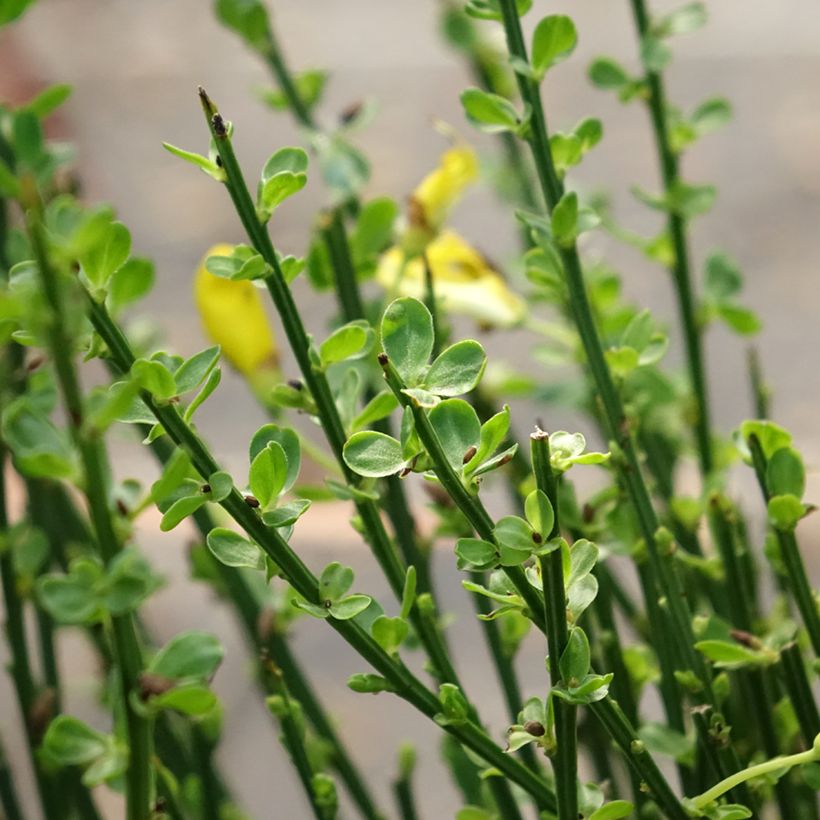 Cytisus scoparius Vanesse - Brem (Blad)