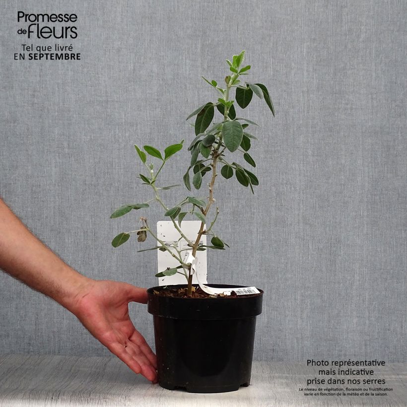 Exemplaar van Cytisus battandieri - Marokkaanse boombrem Pot van 3 l/4 l zoals geleverd in de herfst
