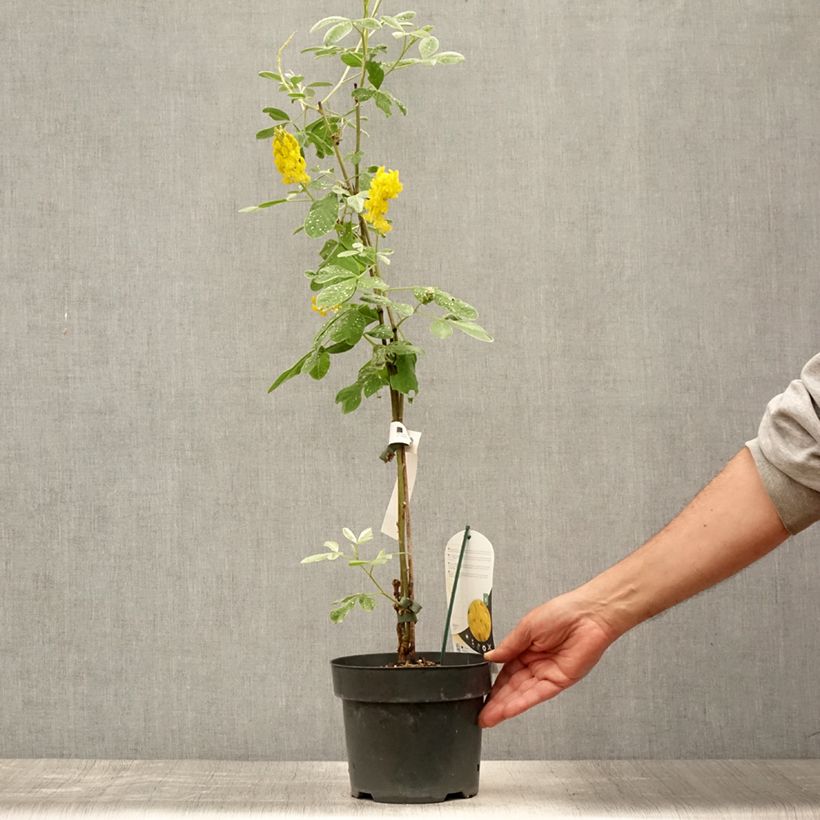 Exemplaar van Cytisus battandieri - Marokkaanse boombrem Pot van 3 l/4 l zoals geleverd in de zomer