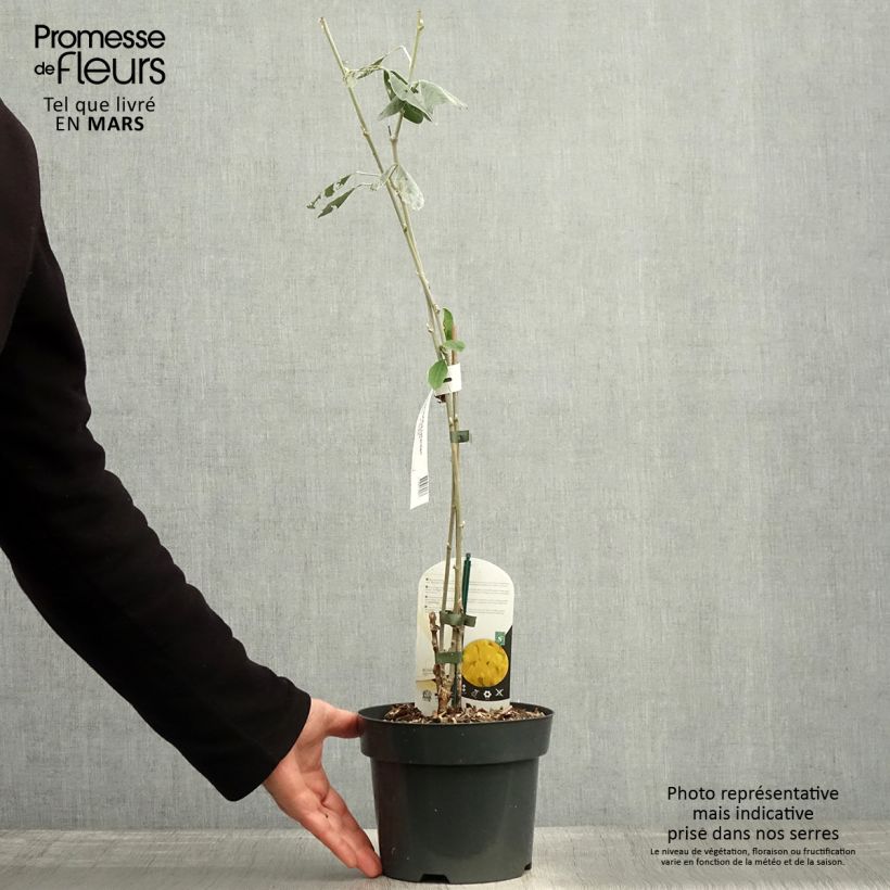 Example of Cytisus battandieri - Marokkaanse boombrem Pot van 3 l/4 l as you get in printemps