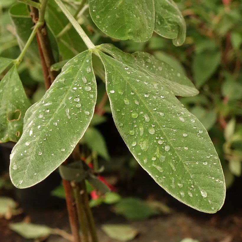 Cytisus battandieri - Marokkaanse boombrem (Blad)