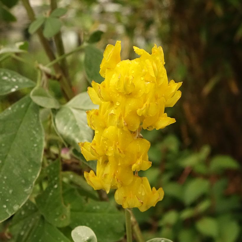 Cytisus battandieri - Marokkaanse boombrem (Bloei)
