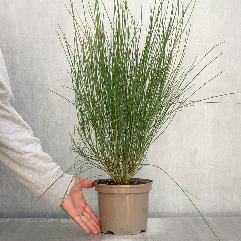 Exemplaar van Cytisus praecox Hollandia - Brem Pot van 2 l/3 l zoals geleverd in de herfst