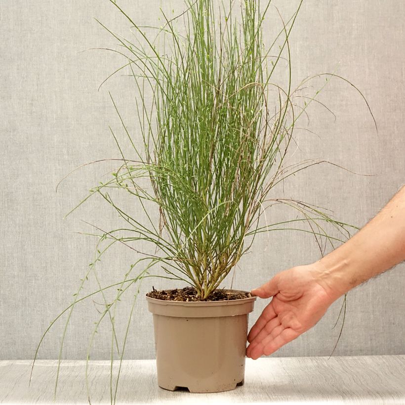 Exemplaar van Cytisus praecox Hollandia - Brem Pot van 2 l/3 l zoals geleverd in de zomer