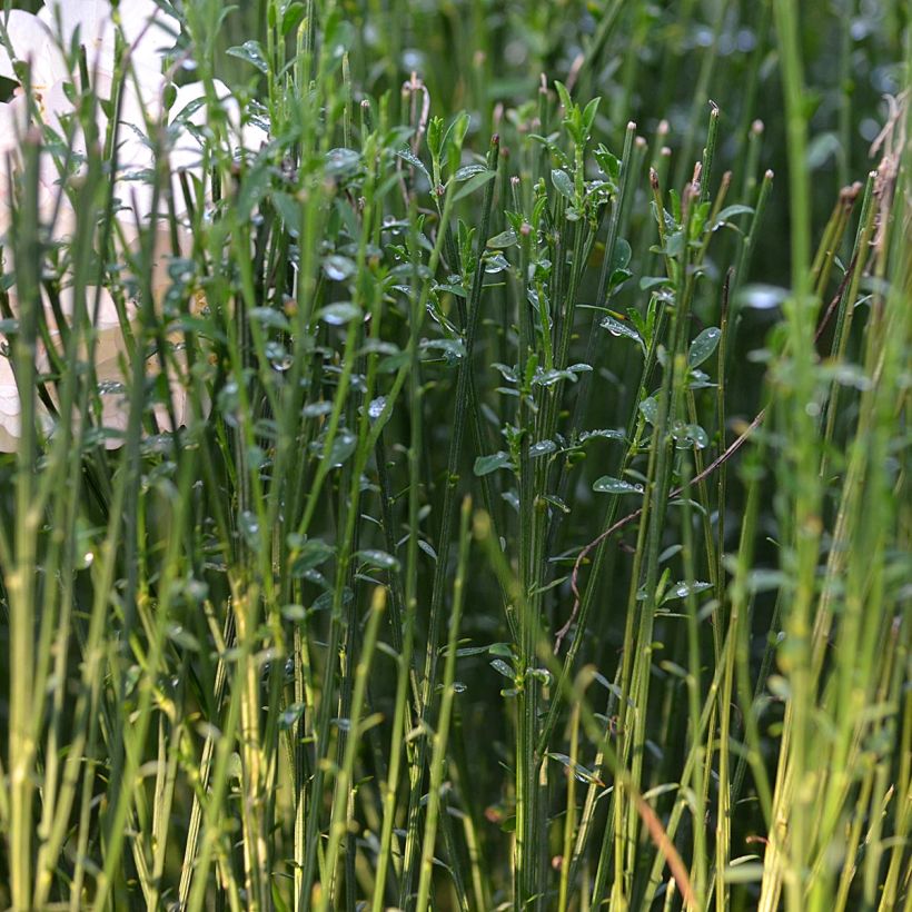 Cytisus procumbens Zeelandia - Brem (Blad)
