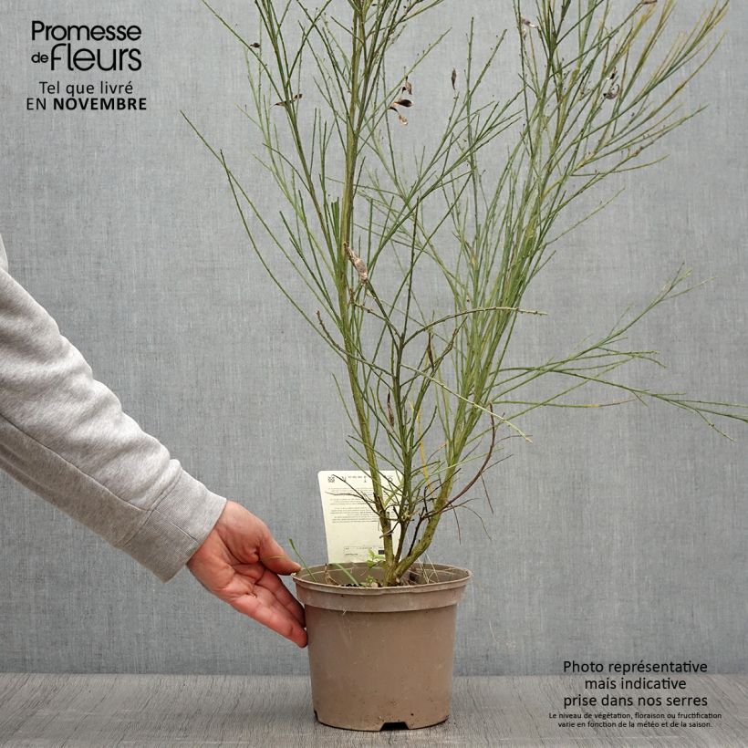 Exemplaar van Cytisus scoparius Palette - Brem Pot van 2 l/3 l zoals geleverd in de herfst
