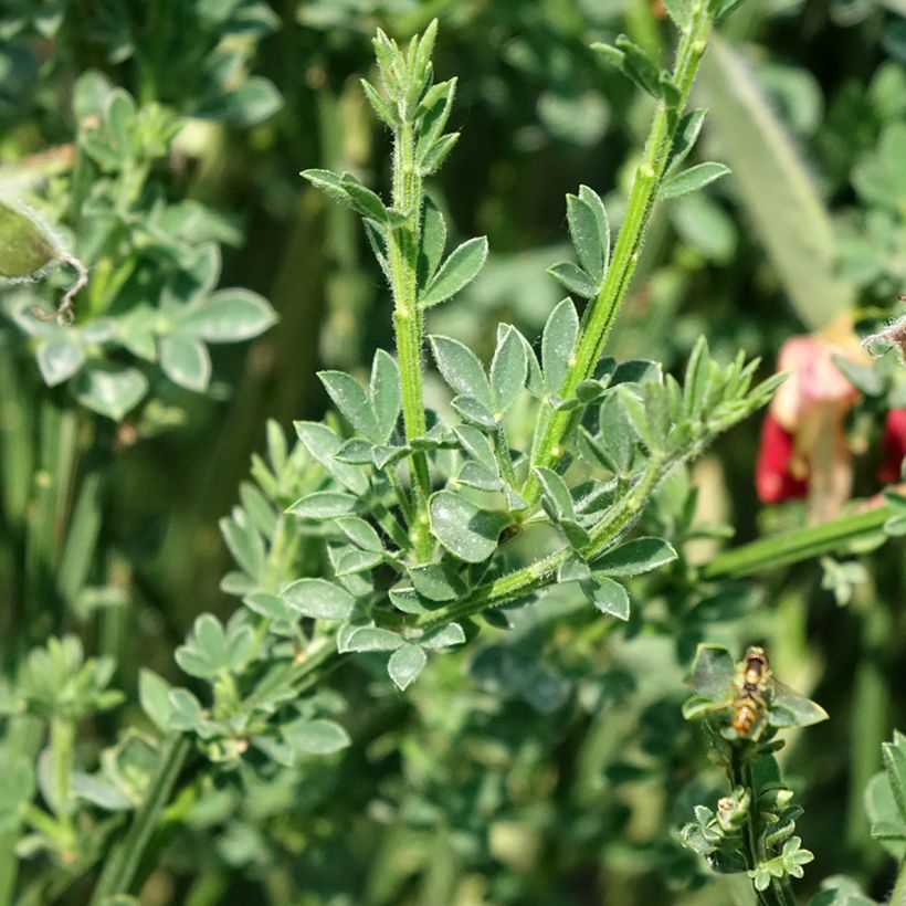 Cytisus scoparius Palette - Brem (Blad)