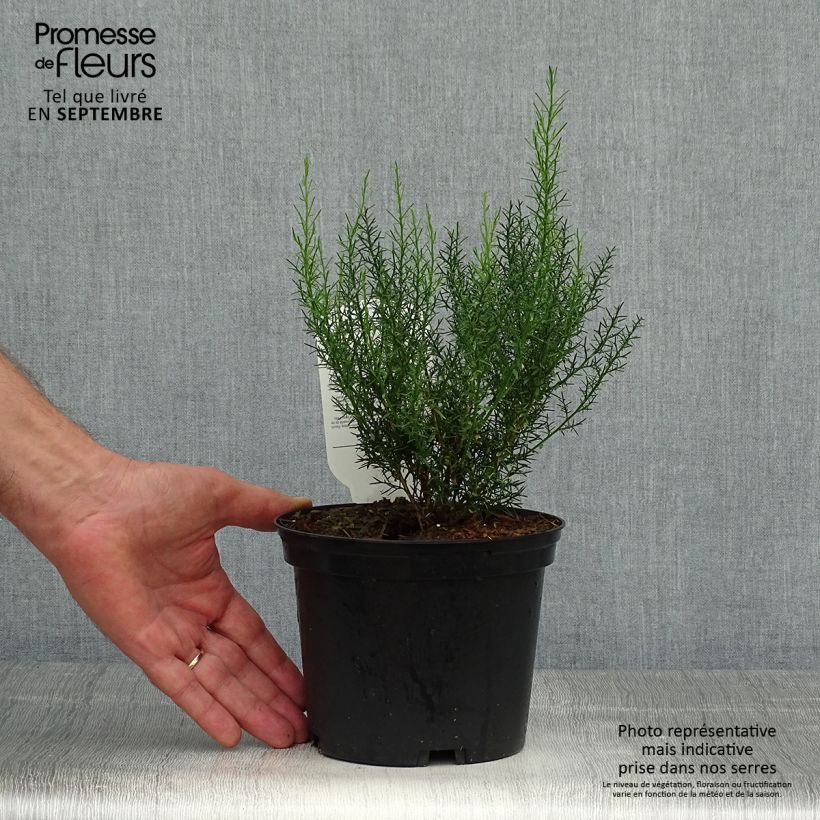 Exemplaar van Genista hispanica - Spaanse brem Pot van 2 l/3 l zoals geleverd in de herfst