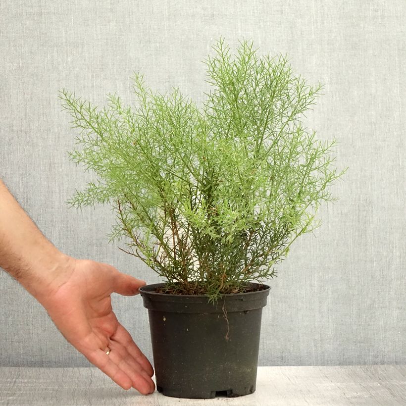 Exemplaar van Genista hispanica - Spaanse brem Pot van 2 l/3 l zoals geleverd in de zomer