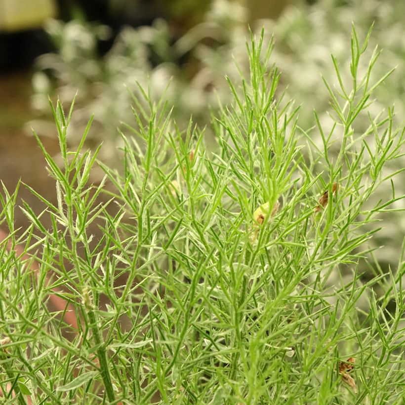 Genista hispanica - Spaanse brem (Blad)