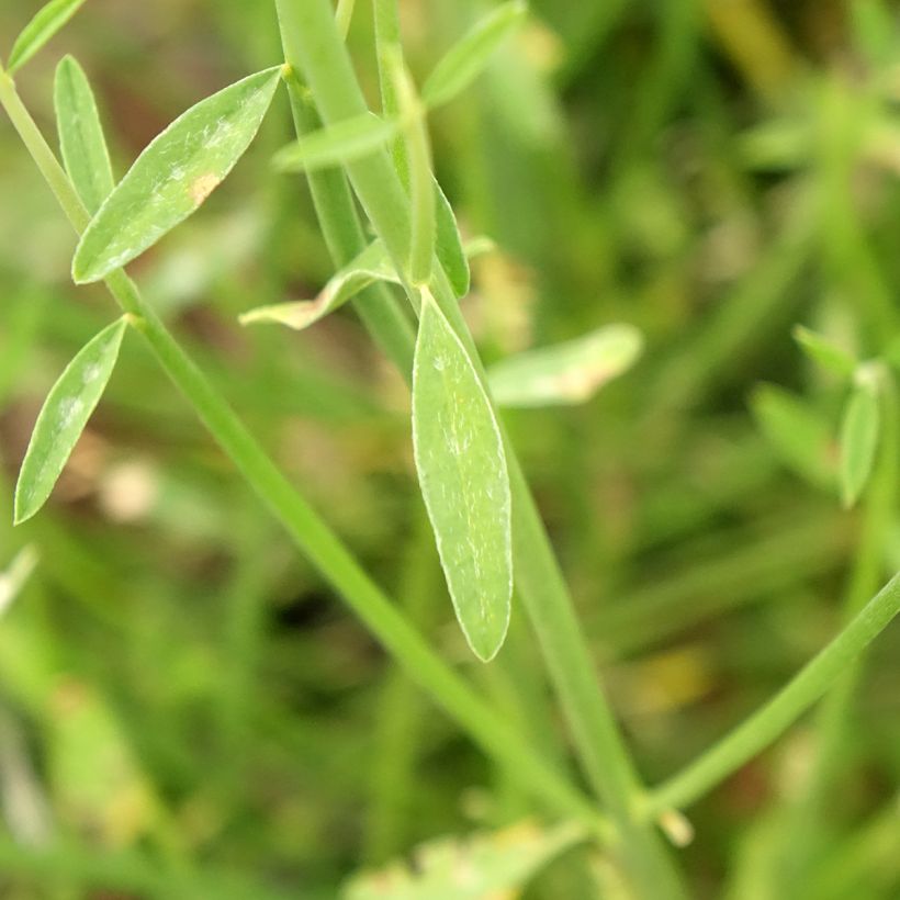 Spartium junceum - Bezemstruik (Blad)