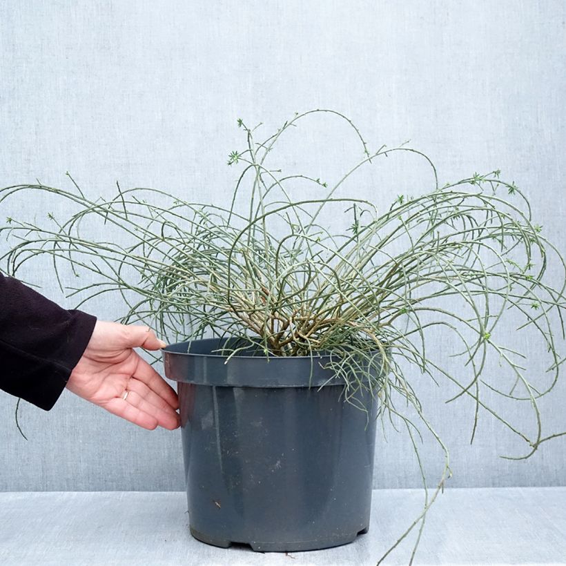 Exemplaar van Genista lydia - Heidebrem Pot van 7,5 l/10 l zoals geleverd in de herfst