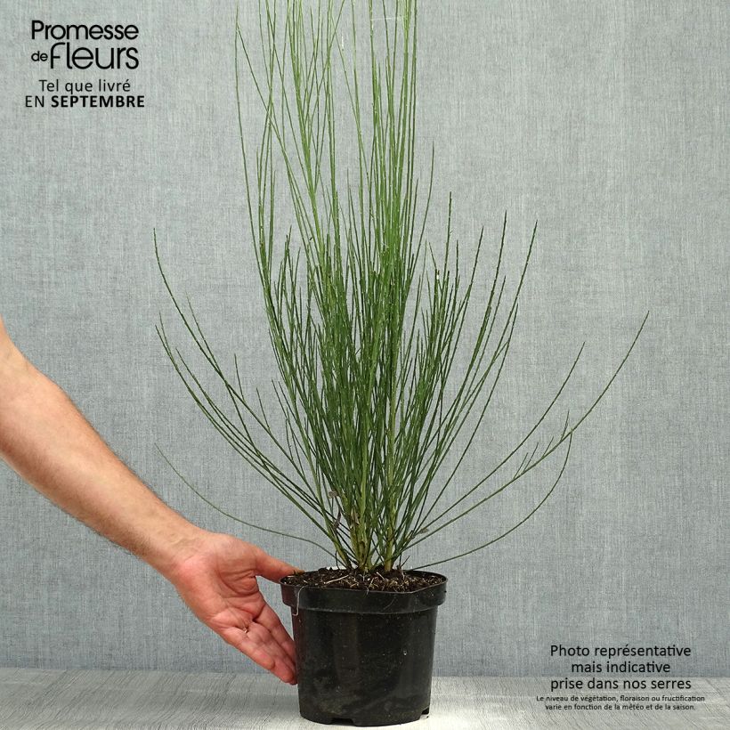 Exemplaar van Cytisus praecox Wit - Brem Pot van 2 l/3 l zoals geleverd in de herfst