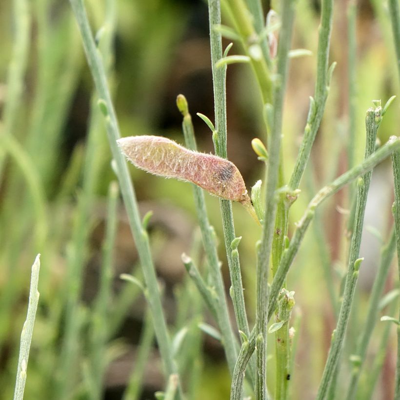 Cytisus praecox - Brem (Oogst)