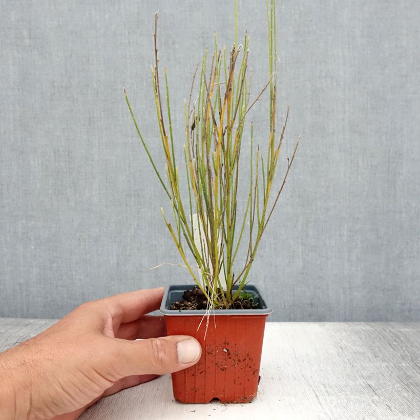 Exemplaar van Cytisus praecox - Brem Kweekpotje van 8/9 cm zoals geleverd in de zomer