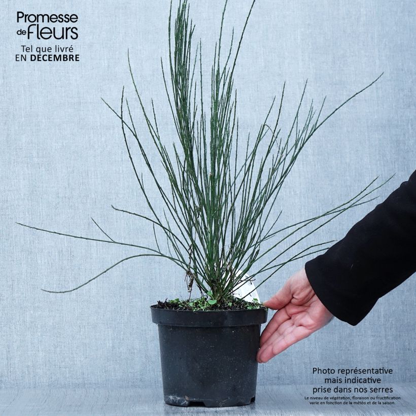 Exemplaar van Cytisus praecox - Brem Pot van 2 l/3 l zoals geleverd in de herfst